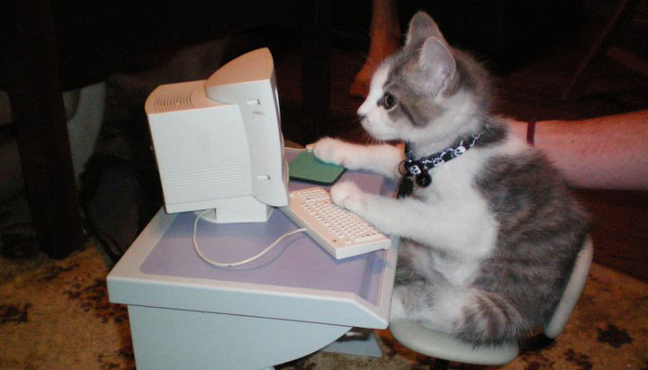 Kitten at a computer